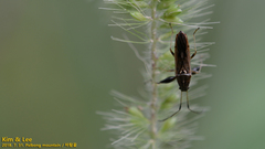 Pachygrontha antennata