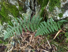 Dryopteris transmorrisonensis
