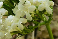 Valeriana asarifolia