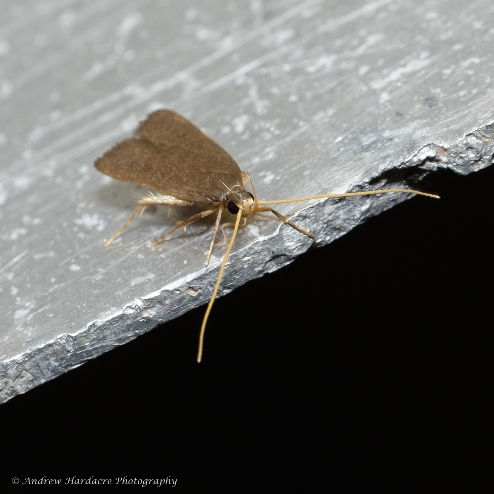 Homaloxestis hainanensis