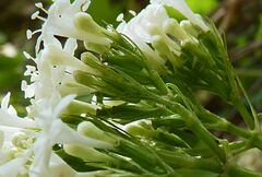 Valeriana asarifolia