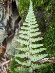 Dryopteris transmorrisonensis