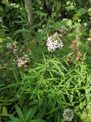 Lysimachia pentapetala