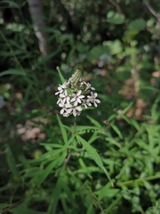 Lysimachia pentapetala
