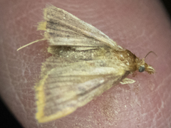 Hypsopygia costalis