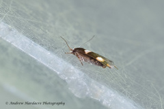 Stathmopodidae