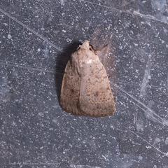Athetis bremusa