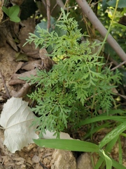 Bidens parviflora