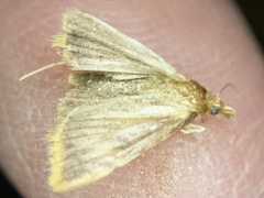 Hypsopygia costalis