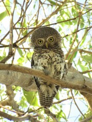 Glaucidium capense ngamiense