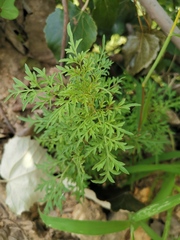 Bidens parviflora