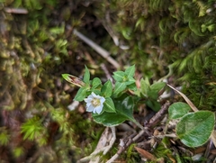 Gentiana tatakensis