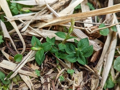 Gentiana tatakensis