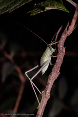 Phaneroptera nigroantennata