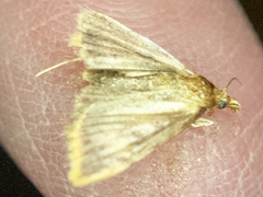 Hypsopygia costalis