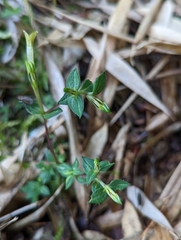 Gentiana tatakensis