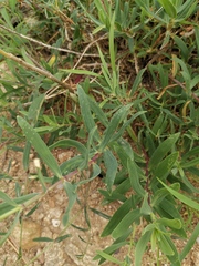 Gypsophila oldhamiana