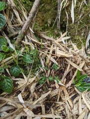 Gentiana tatakensis