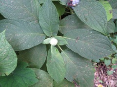 Hydrangea involucrata