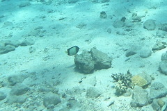 Apolemichthys xanthotis