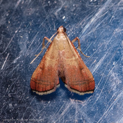 Endotricha theonalis