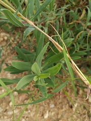 Gypsophila oldhamiana