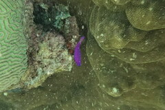 Pseudochromis fridmani