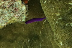 Pseudochromis fridmani