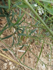 Gypsophila oldhamiana
