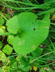 Phlomoides tuberosa