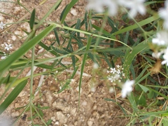 Gypsophila oldhamiana