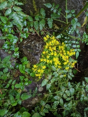Sedum erythrospermum
