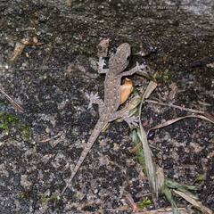 Hemidactylus bowringii