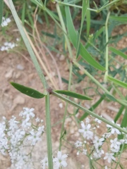 Gypsophila oldhamiana