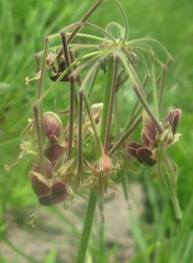 Pelargonium schlechteri