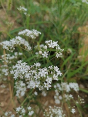 Gypsophila oldhamiana