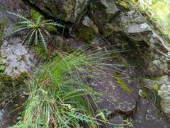 Trichophorum subcapitatum