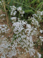Gypsophila oldhamiana