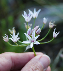 Allium rhizomatum