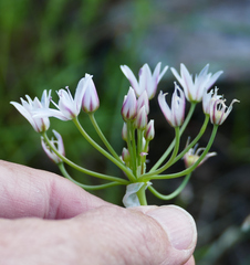 Allium rhizomatum