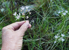 Allium rhizomatum