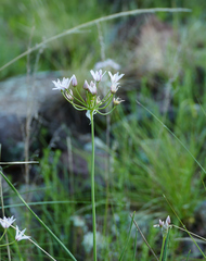 Allium rhizomatum