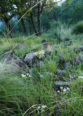 Allium rhizomatum