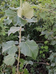 Populus tomentosa