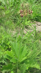 Pelargonium schlechteri