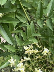 Styphnolobium japonicum