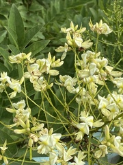 Styphnolobium japonicum