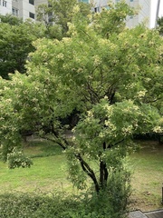 Styphnolobium japonicum