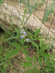 Vitex negundo heterophylla