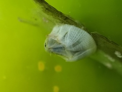 Amphibalanus reticulatus